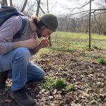 Essbares Panke-Ufer: Ein Wildkräuter-spaziergang